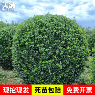大叶冬青球小叶黄杨球四季常青冬青球型庭院围墙篱笆树绿化苗木球