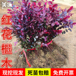 红花继木球红花檵木树苗老桩盆景庭院园林绿化带工程苗木围墙植物