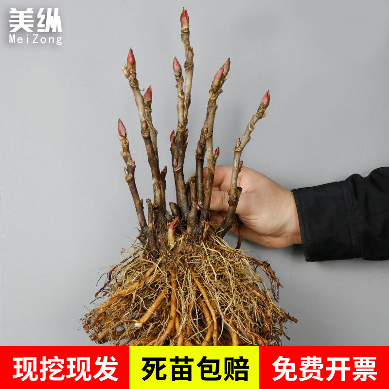 正宗牡丹花苗观赏植物室内耐寒室外开花不断重瓣大花庭院大苗盆栽
