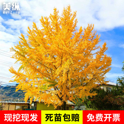 金叶银杏树活苗庭院风景大型绿化树木白果小树苗木盆栽南北可种植