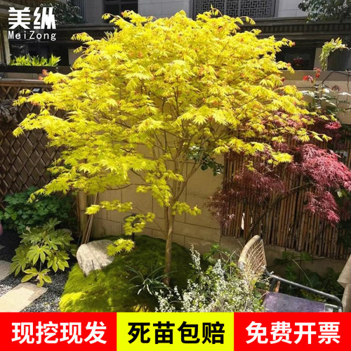 黄金枫树苗正宗橙之梦日本红枫金陵黄金枫四季枫树庭院绿化植物