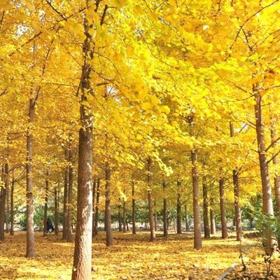 银杏树大苗带土球大树庭院银杏树风景树景观树园林绿化植物行道树