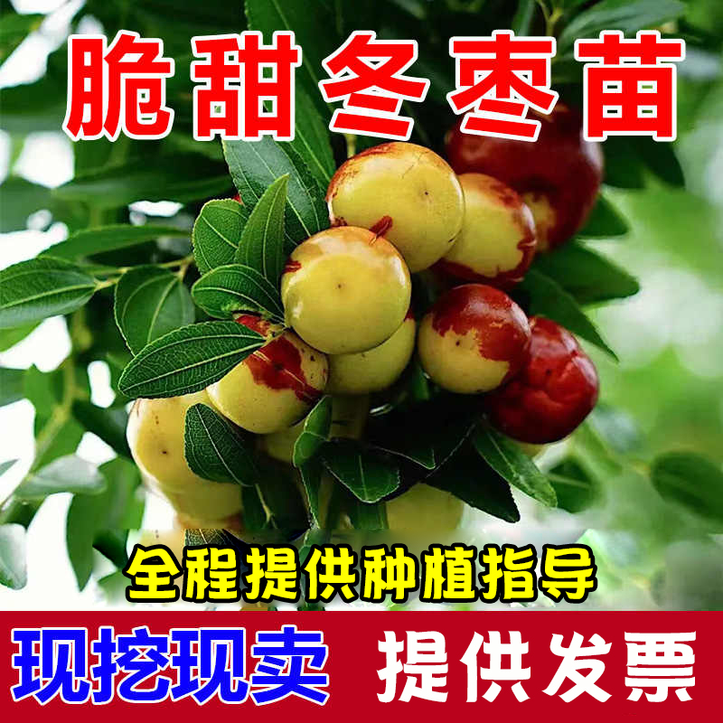 枣树活苗特大沾化冬嫁接梨