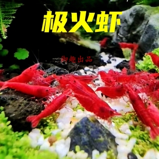 极火虾观赏虾淡水除藻黑壳虾冷水族好养耐活鱼缸草缸清洁虾樱花虾
