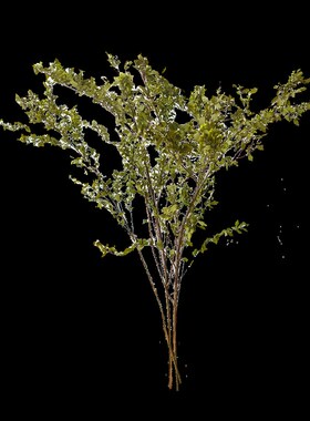 永生小手球花天然植物配草干花客厅桌面配花百搭真花装Z饰拍摄道