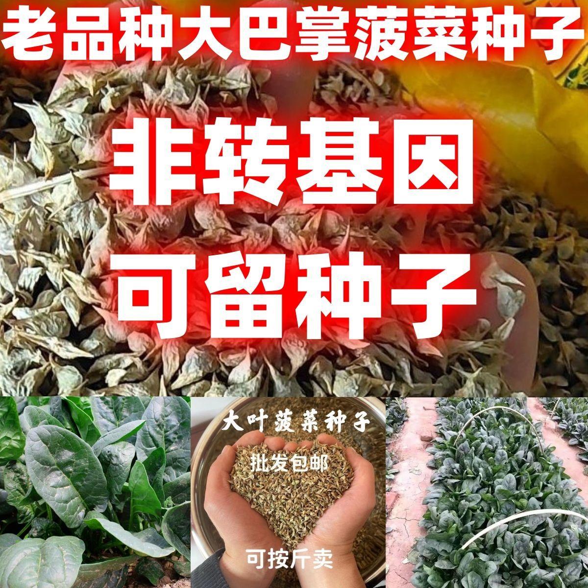 老品种大巴掌大叶菠菜种子叶肉厚菠菜种籽春秋越冬籽耐寒耐热种子