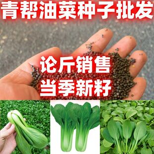 青帮油菜种子青帮油菜种籽包邮论斤卖庭院盆栽蔬菜种子青菜种