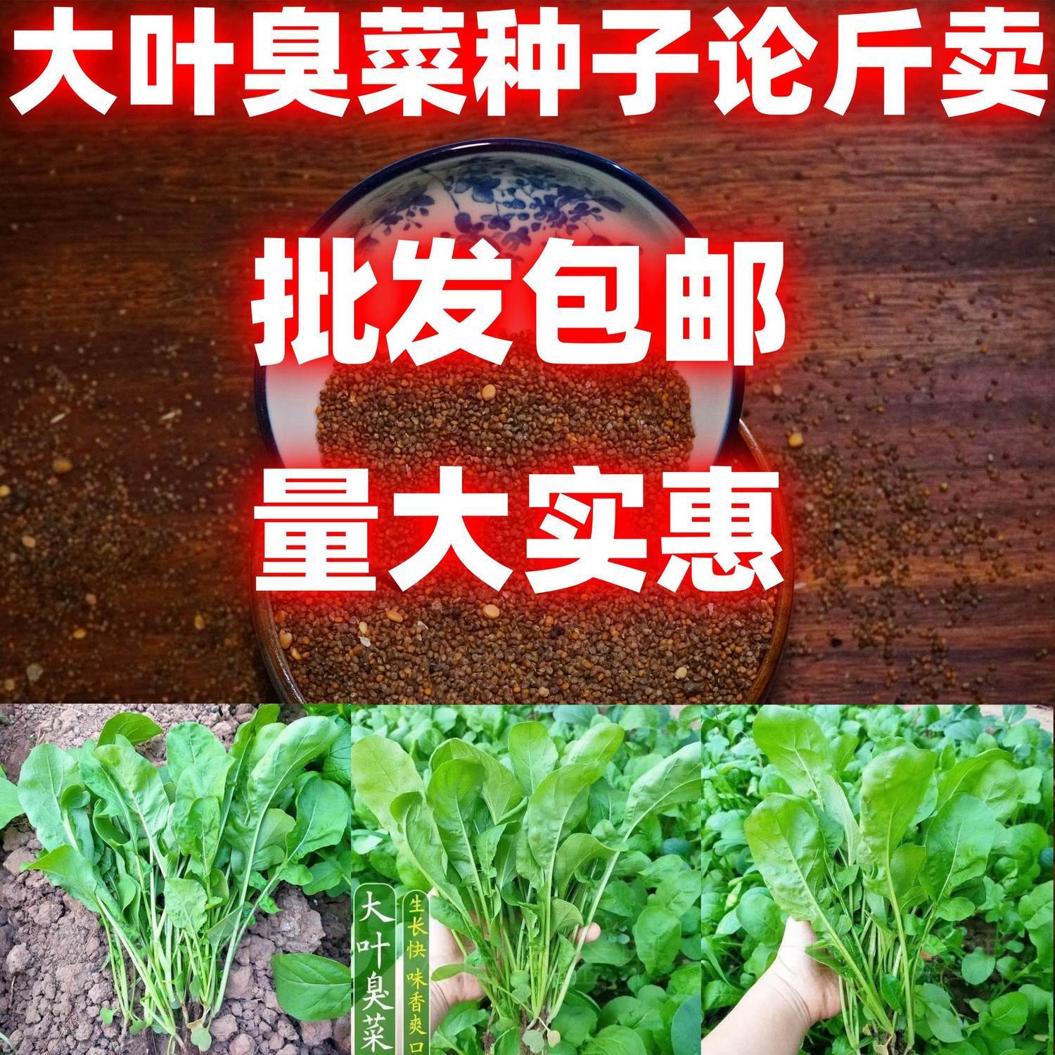 大叶臭菜种子野菜阳台配载东北芝麻菜包邮论斤销售