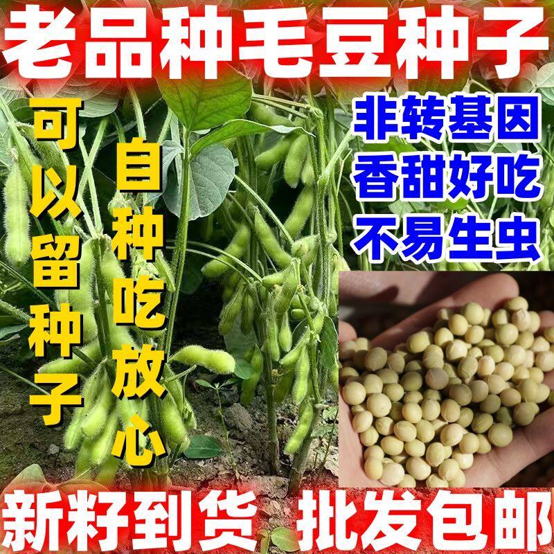 老品种毛豆种子农家黄籽图片