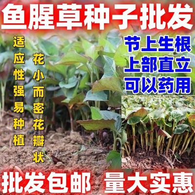 野生鱼腥草种子论斤卖四