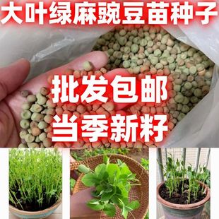 土培大叶绿麻豌豆苗种子阳台种植论斤卖大叶绿麻豌豆种子盆栽