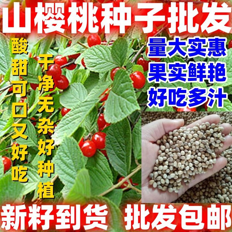 山樱桃种子大好吃多汁果