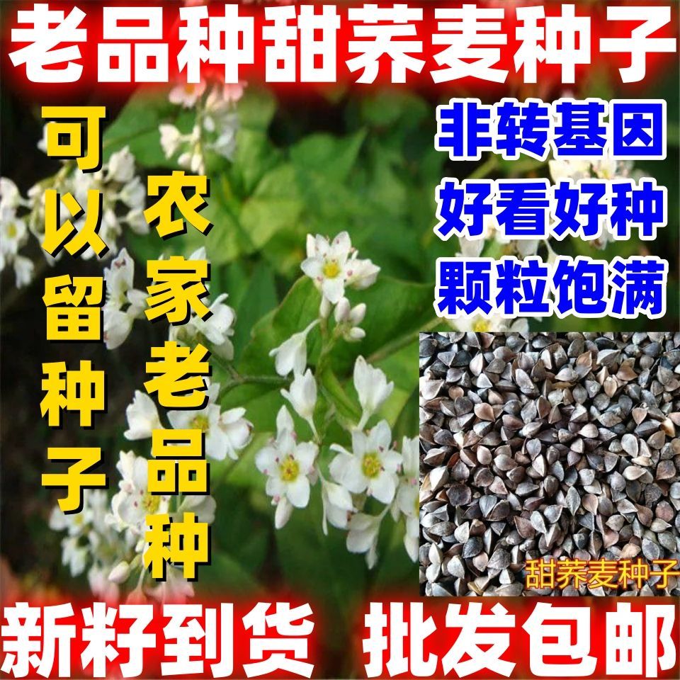 老品种甜荞麦种子甜荞麦田园种植家庭园艺种子