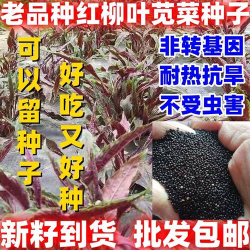 老品种红柳叶苋菜种子红圆叶尖叶旱菜抗热耐涝尖叶苋菜易播可留籽