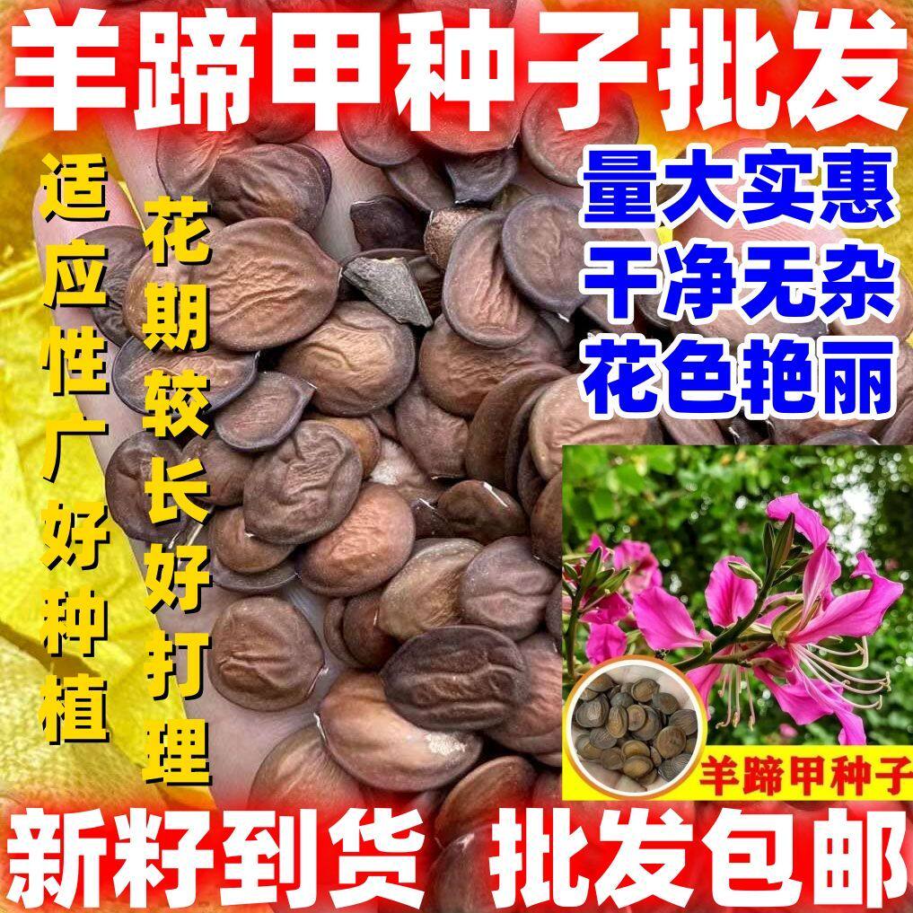 羊蹄甲种子紫荆种子玲甲花种子香港市花花树种子洋紫荆种子