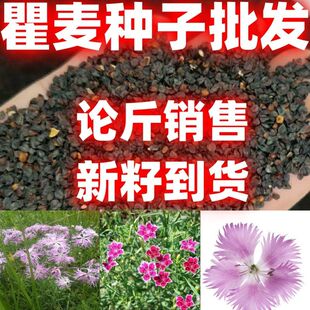 石竹种子散装包邮论斤卖可以观赏瞿麦种子瞿麦种籽石竹种籽