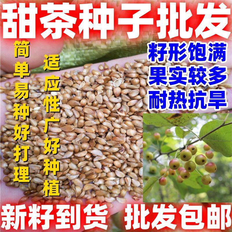 甜叶菊种子甜菊香草甜菊叶花草茶阳台花卉包邮四季蔬菜籽