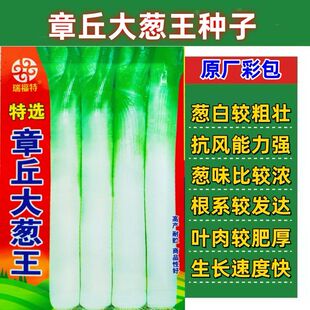 章丘大葱王种子高产山东章丘大葱种子铁杆大梧桐耐寒耐旱四季易种