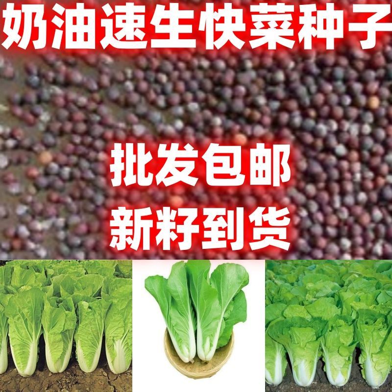 奶油速生快菜种子籽小白