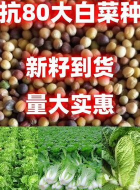 丰抗80大白菜种子丰抗80大白菜种籽论斤销售蔬菜种子田园种植