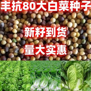 丰抗80大白菜种子丰抗80大白菜种籽论斤销售蔬菜种子田园种植