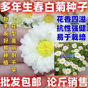 野生春白菊种子瑞连草菊科植物泡茶白菊种籽多年生植物用处广泛