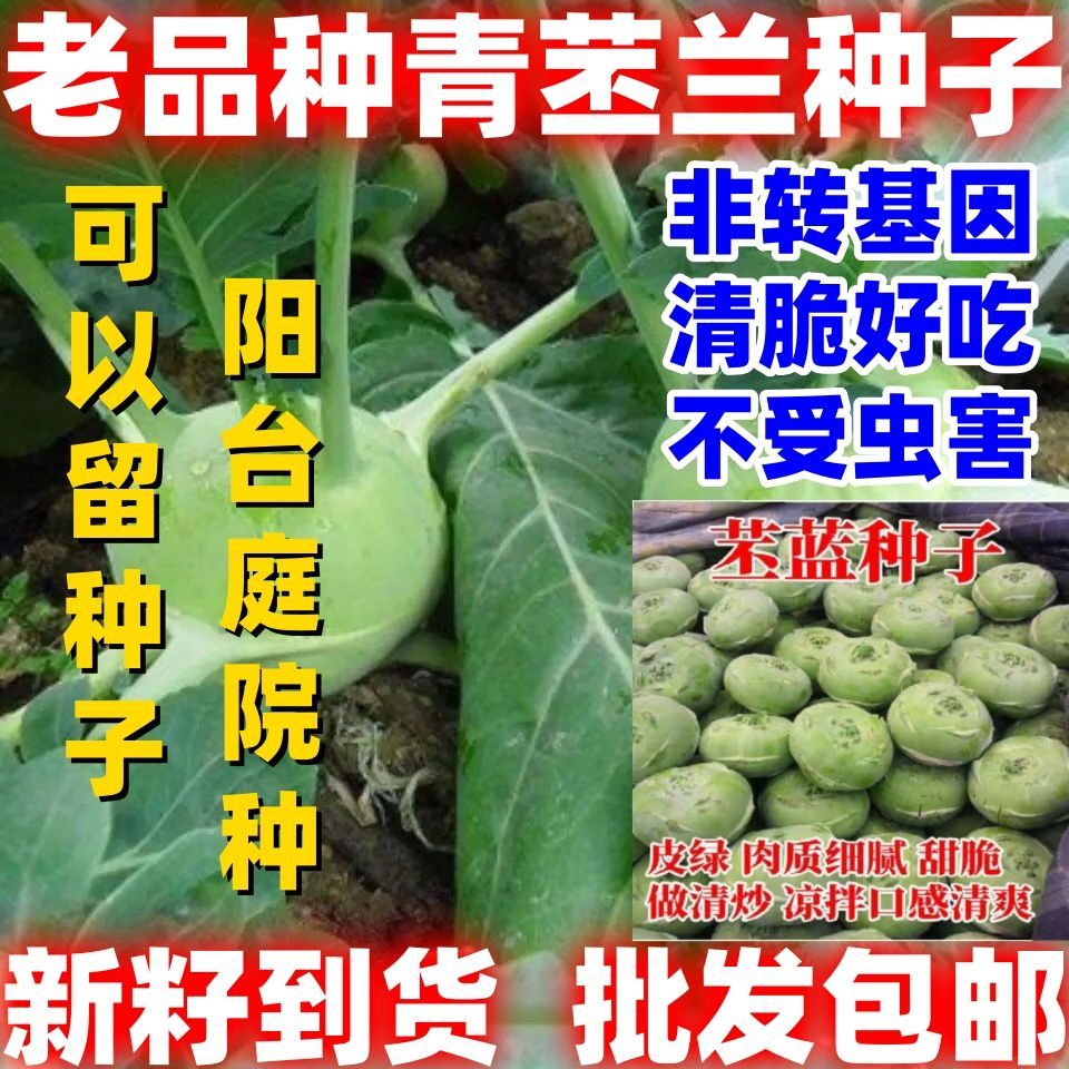 老品种青苤兰种子农家蔬