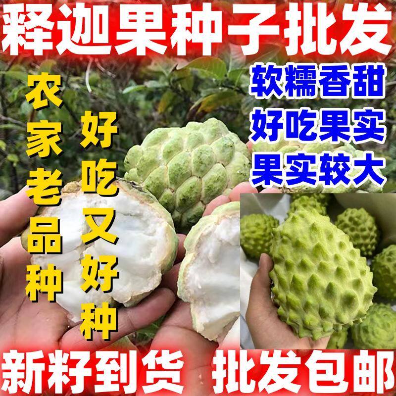 南方热带水果释迦种子番荔枝种子赖球果阳台庭院果树种子简单易种