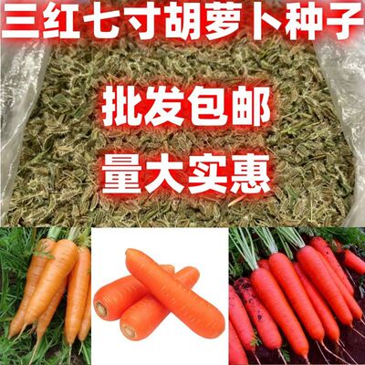胡萝卜种子三红七寸籽耐