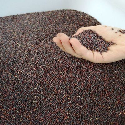 黄籽小白菜种子田园庭院