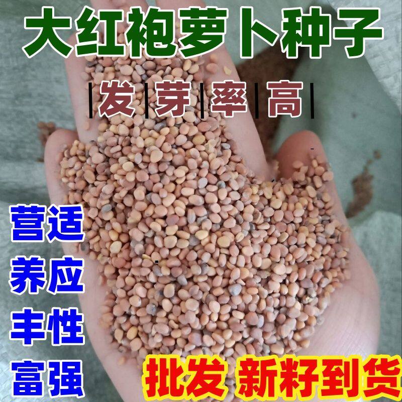 正品大红袍萝卜种子高产早熟满身红水果萝卜种子红皮白心庭院种植