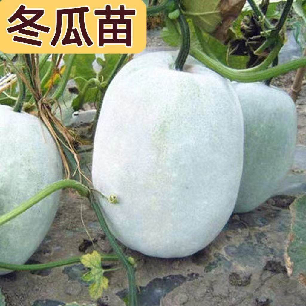 冬瓜爬地秧苗鲜活叶片肥快速爬满园地适合家庭菜园栽种品质壮苗,鲜花速递/花卉仿真/绿植园艺,家庭园艺肥料,淘宝优惠券,粉丝福利购,淘宝优惠卷