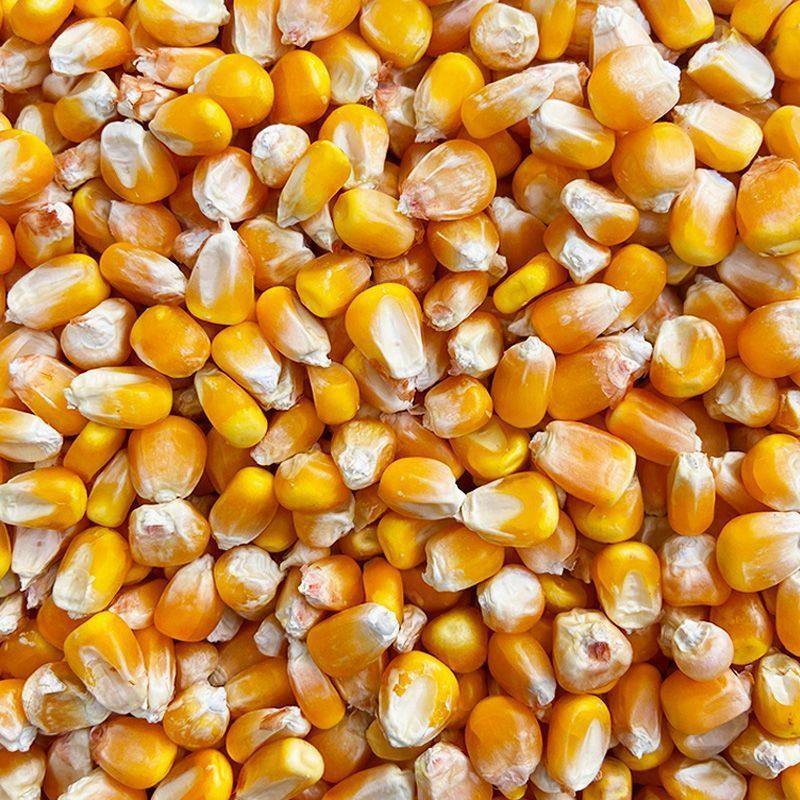 饲料玉米粒喂鸭鸽子鸡鸭牛鸟牲畜饲料玉米粒玉米粒养鸡喂牲畜家禽,畜牧/养殖物资,饲料原料,淘宝优惠券,粉丝福利购,淘宝优惠卷