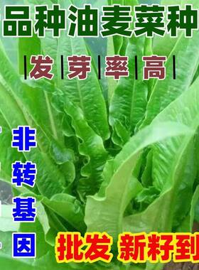 老品种油麦菜种子春秋四