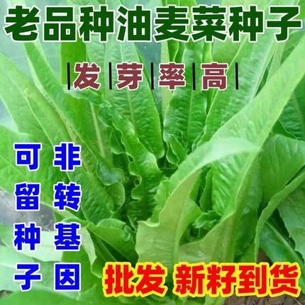 老品种油麦菜种子春秋四季播种青菜阳台盆栽田园高产红叶油麦菜