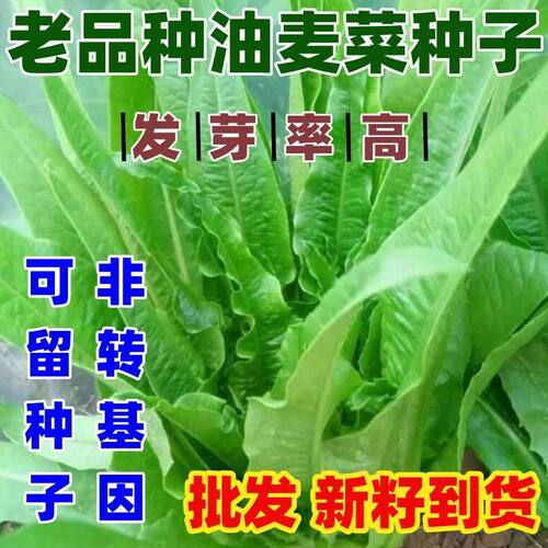 老品种油麦菜种子春秋四