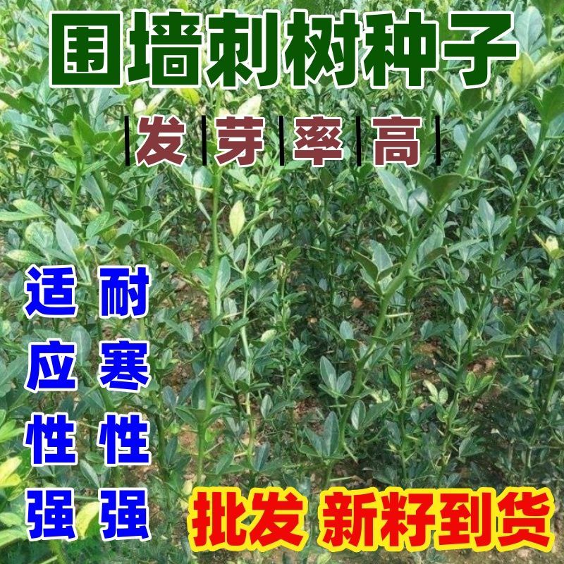 围墙种子铁篱笆刺树荆棘