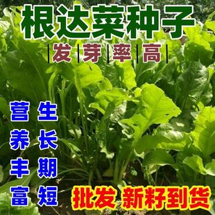根达菜种子绿叶牛皮菜君达菜种籽易种四季播多年生根达菜蔬菜种孑
