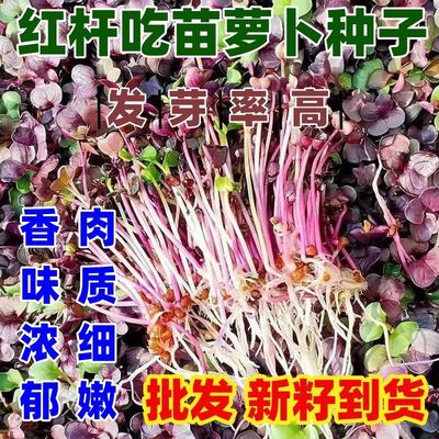 红杆吃苗萝卜种子新籽到货按斤销售阳台盆栽农作物种子水培吃芽