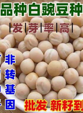 老品种白豌豆种子苗有须