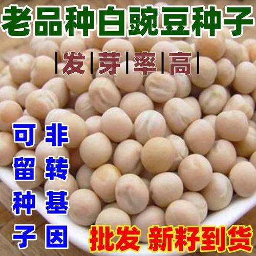 老品种白豌豆种子苗有须