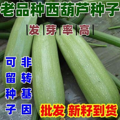 老品种西葫芦种子一节五