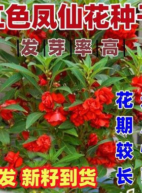 红色凤仙花种子籽混色指甲花室内外庭院盆栽花种籽子四季播种开花