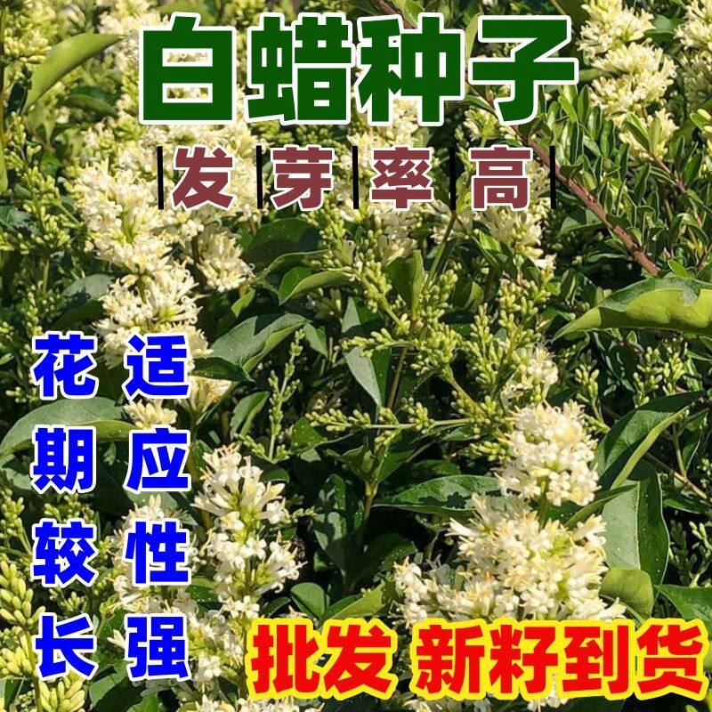 白蜡树种子 园林绿化苗木种子 白腊种子白蜡树 销售各种苗木种球