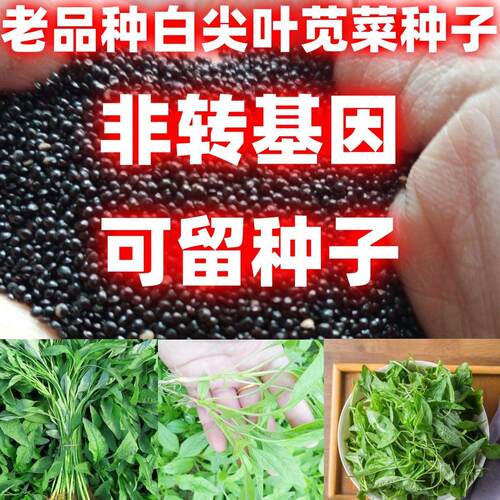 老品种白尖叶苋菜子籽论斤