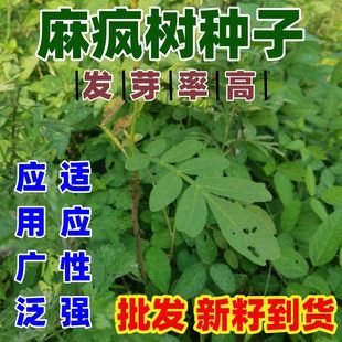 麻疯树种籽麻风树种子多年生四季秋季观果桐油树能源树柴油好种
