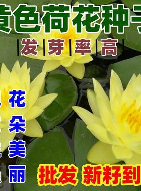 黄色荷花种子水培植物四季种易活室内盆栽绿植花简单易种包邮