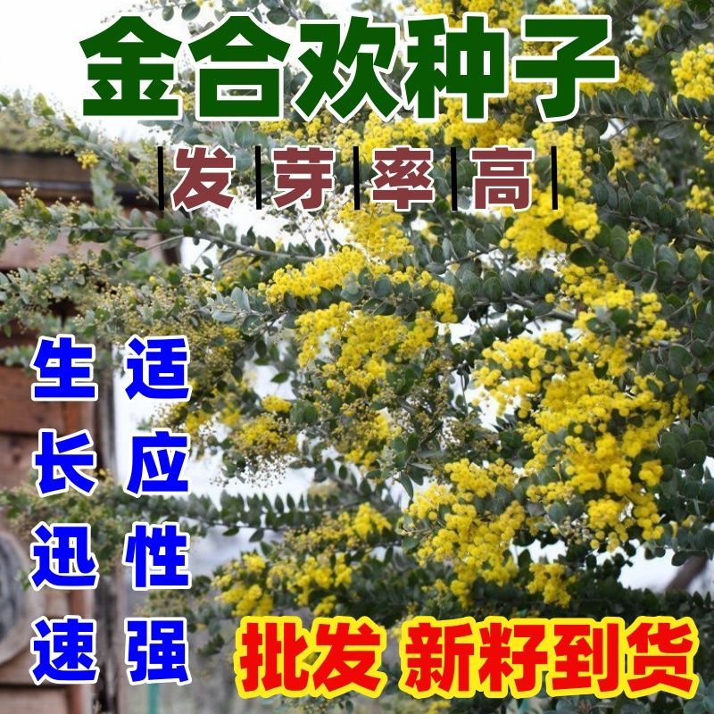 金合欢种子树护边园林绿
