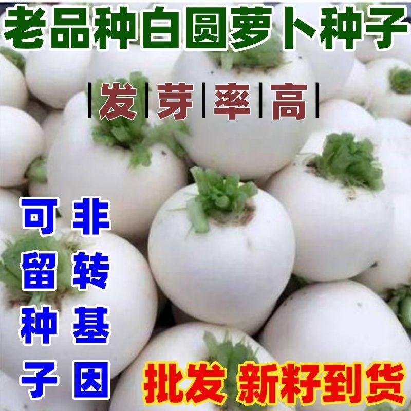 老品种白圆萝卜种子秋季高产抗病水果萝卜种子农家蔬菜种子籽,鲜花速递/花卉仿真/绿植园艺,家庭园艺种子,淘宝优惠券,粉丝福利购,淘宝优惠卷