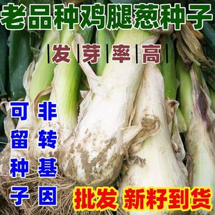老品种鸡腿葱种籽四季播大头葱菜种子春季秋冬季阳台盆栽蔬菜种子